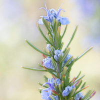 Gallery Photo of Rosemary: ADHD, Concentration & Pain:
ScottsdaleNaturopathic.com/Rosemary