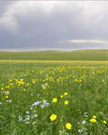 Photo of Yorba Linda Acupuncture Center, Acupuncturist in Laguna Niguel, CA