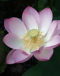 Photo of Linda Phelan LMT, Massage Therapist [IN_LOCATION]