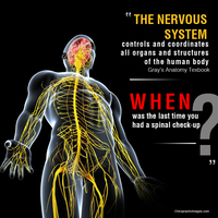 Gallery Photo of Chiropractic improves Nerve System Function.