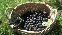 Gallery Photo of Concord Grapes grown in Dover, NH. Let us help you make the most out of your delicious and nutritious local produce.