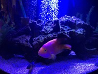 Gallery Photo of Waiting room fish tank