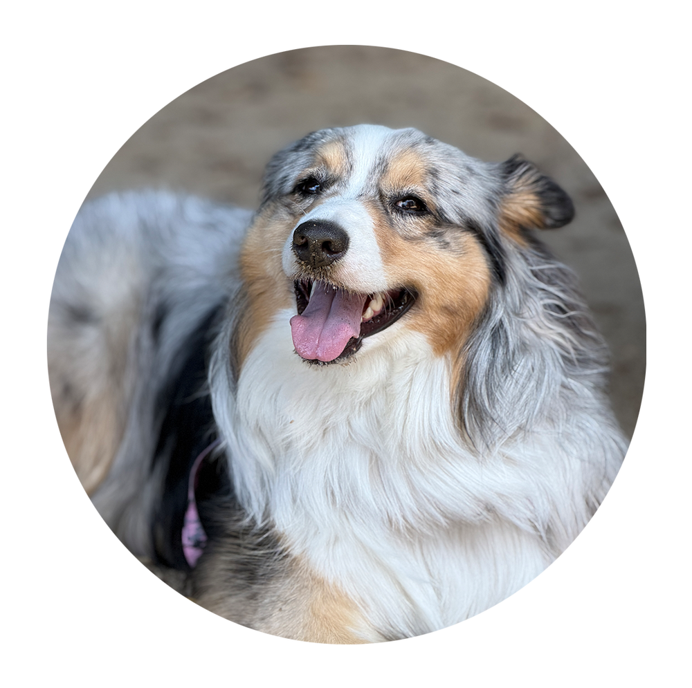 This is Charlie- she accompanies many sessions for gentle emotional support. 